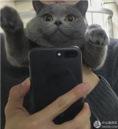 猫咪掉毛怎么搞?Neato,戴森和猫草